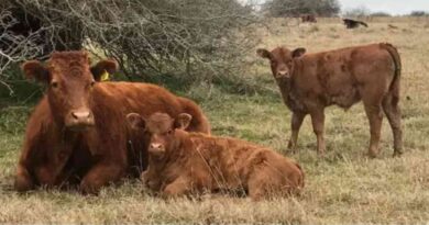 Ganadería, raza, Devon