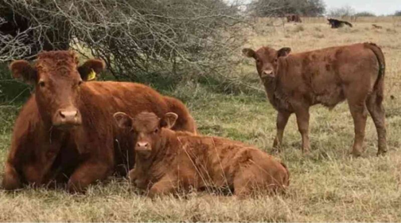Ganadería, raza, Devon