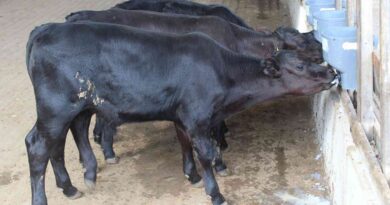 Ganadería, Angus