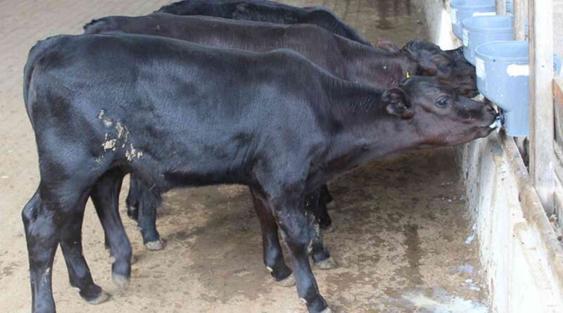 Ganadería, Angus