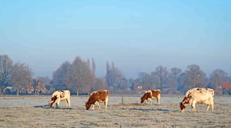 Ganadería, invierno, frío,