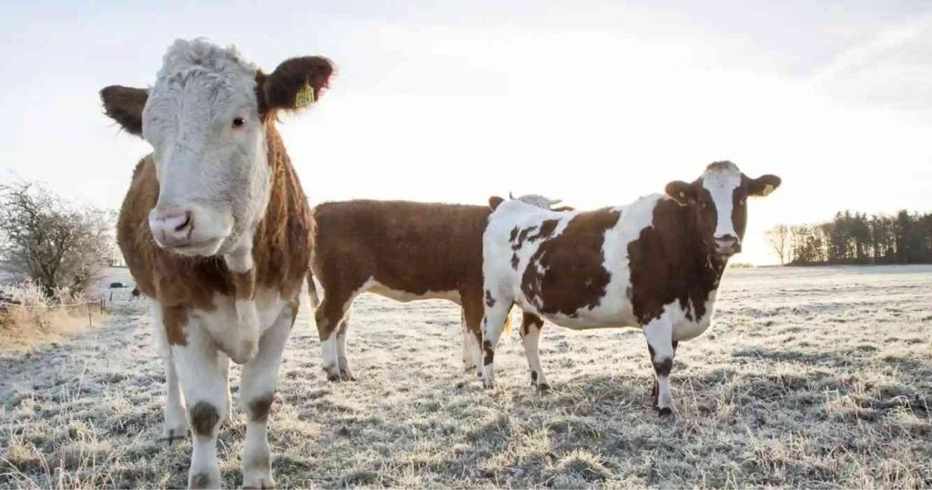 Ganadería, invierno, frío,