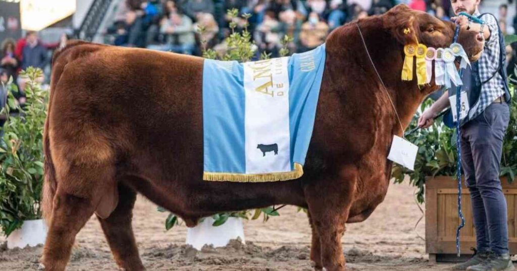Ganadería, Angus, Expo