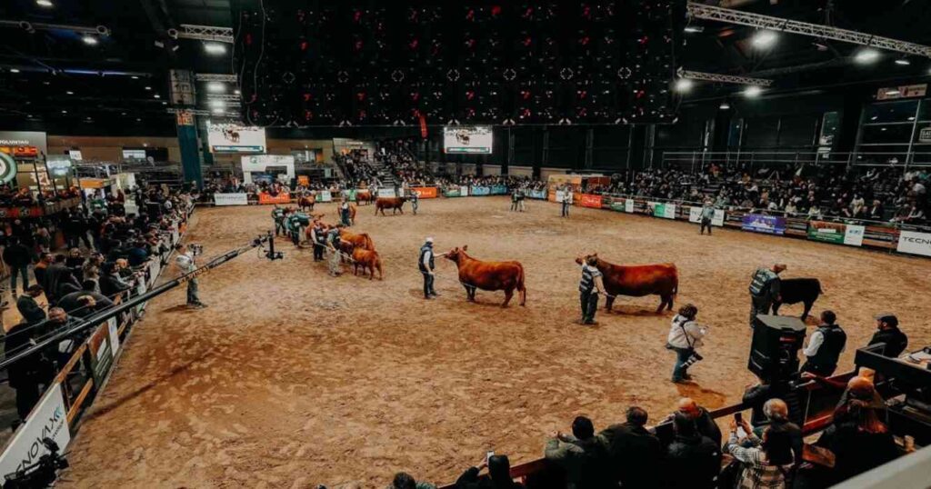 Ganadería, Angus, Expo