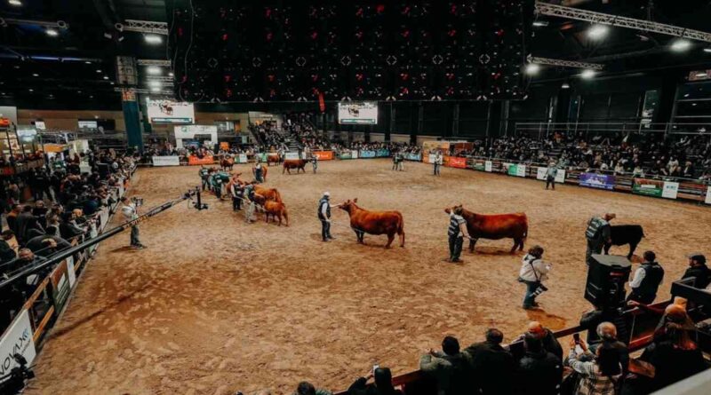 Ganadería, Angus, Expo