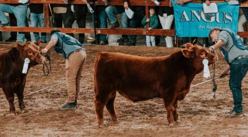 Ganadería, Angus, Expo