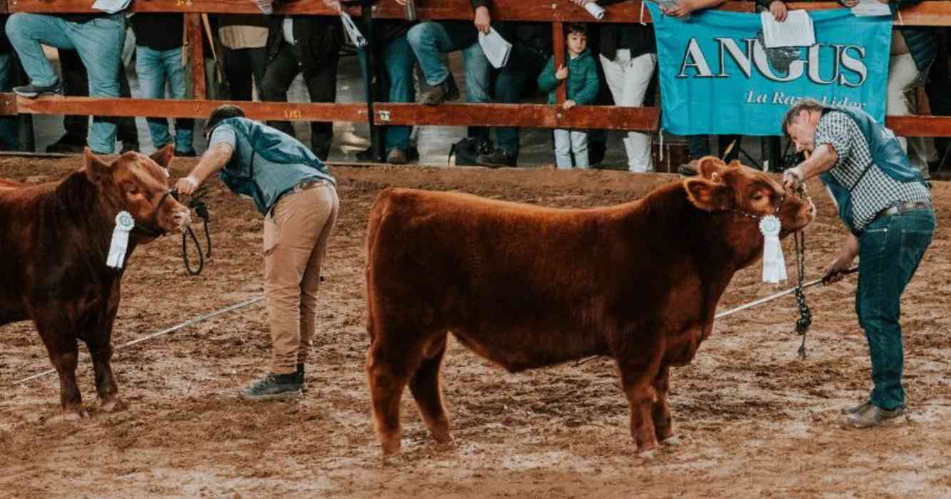 Ganadería: llega la Expo Angus de Otoño 2025 con récord de inscriptos ...