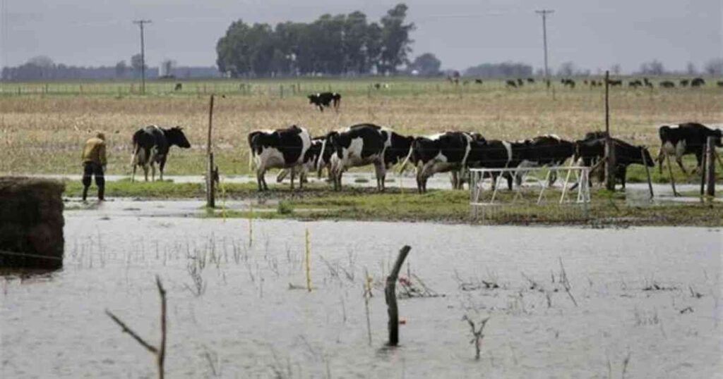 Ganadería, inundaciones