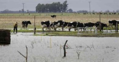 Ganadería, inundaciones