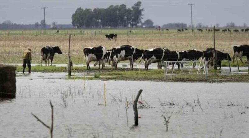 Ganadería, inundaciones
