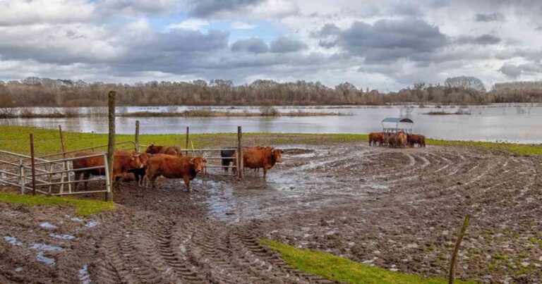 Ganadería, inundaciones