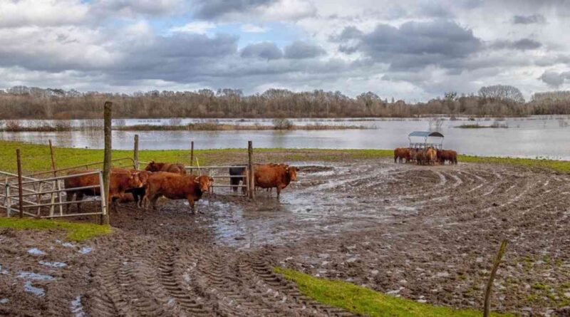 Ganadería, inundaciones