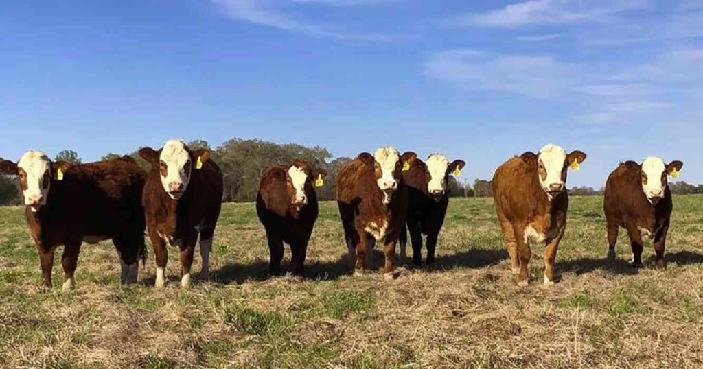 fleckvieh, raza, ganadería