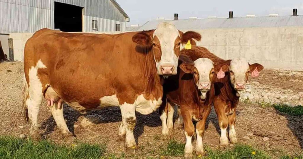 fleckvieh, raza, ganadería