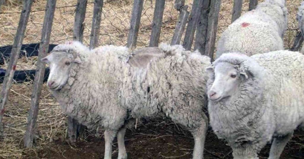 Ganadería, sarna ovina, ovejas