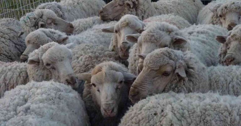 Ganadería, sarna ovina, ovejas