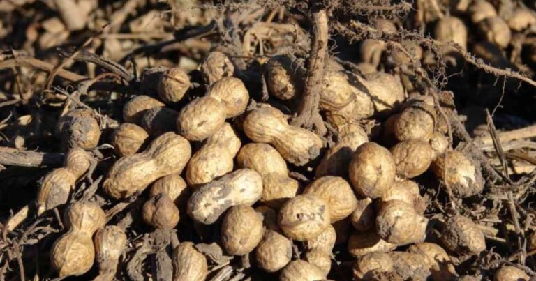 heladas, trigo, maní