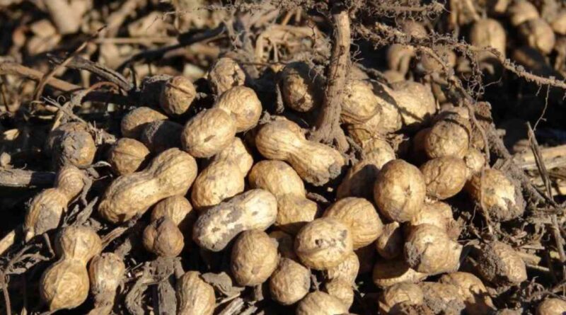 heladas, trigo, maní