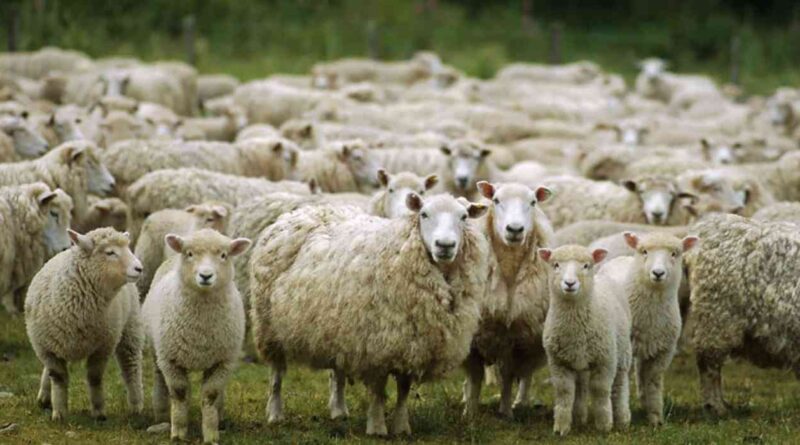 Ley Ovina, ovejas, carne ovina