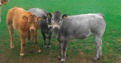 ganadería, Bazadaise