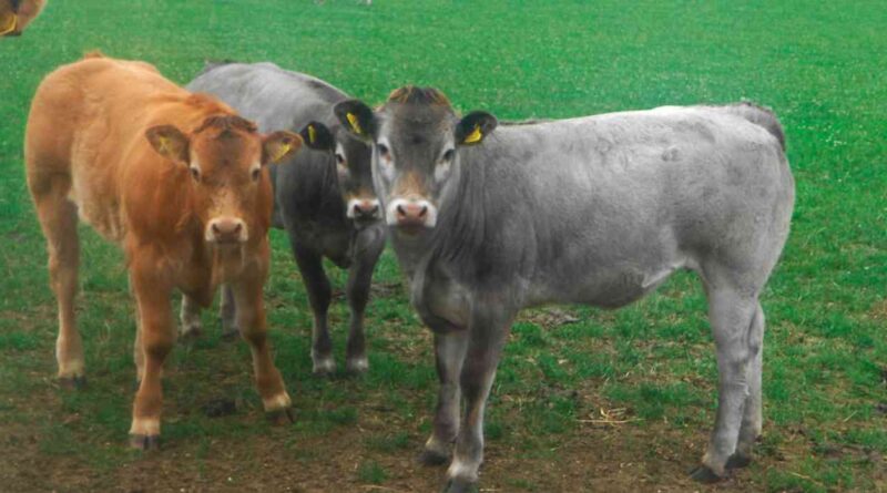 ganadería, Bazadaise