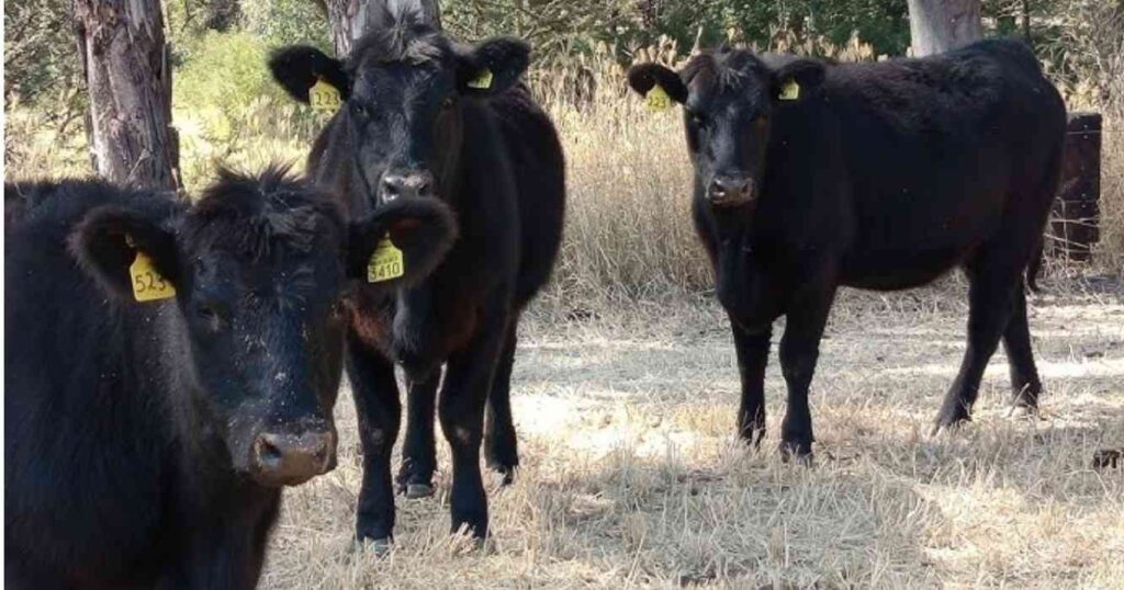 Ganadería, Angus, Patagonia