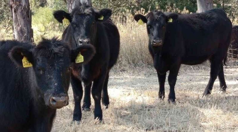 Ganadería, Angus, Patagonia