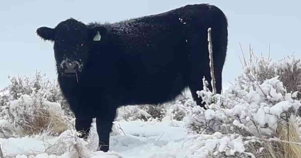 Ganadería, Angus, Patagonia