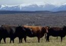 Ganadería, Angus, Patagonia, Fortín Quieto