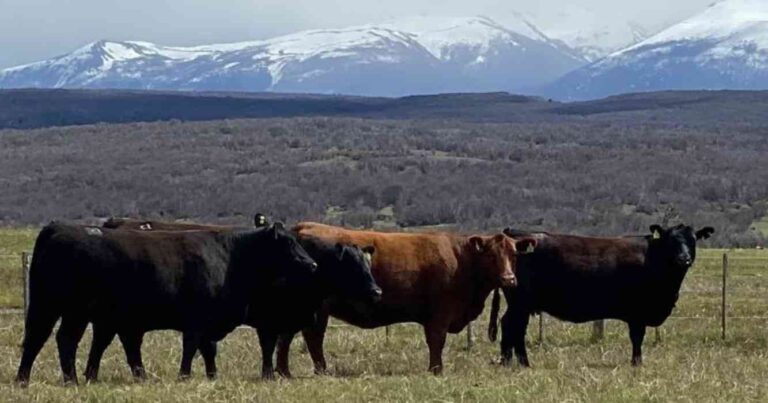 Ganadería, Angus, Patagonia, Fortín Quieto