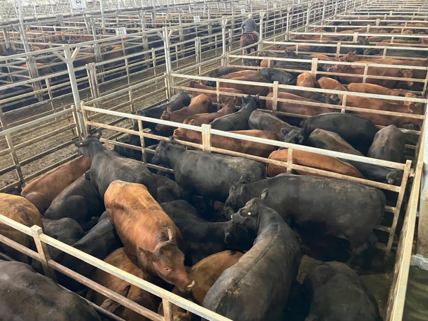 mercado de cañuelas alta demanda