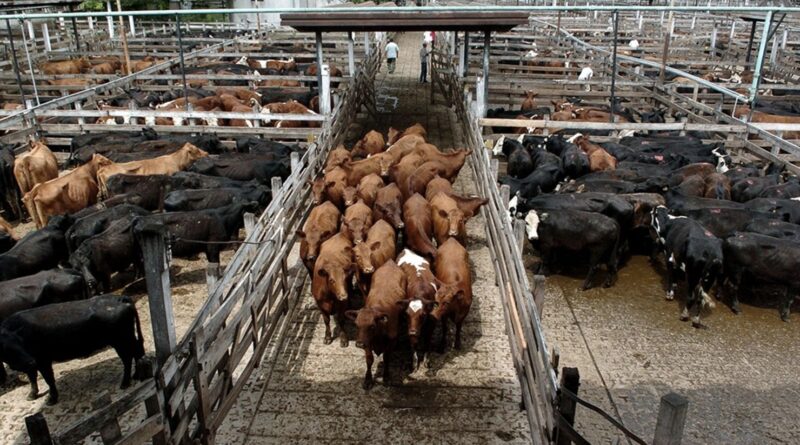 Mercado de Cañuelas
