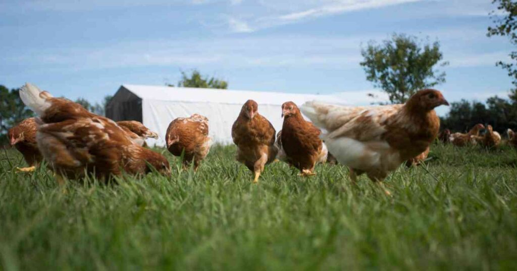 avicultura, gallinas, INTA