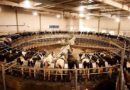 Tambo, brasil, leche, tambos