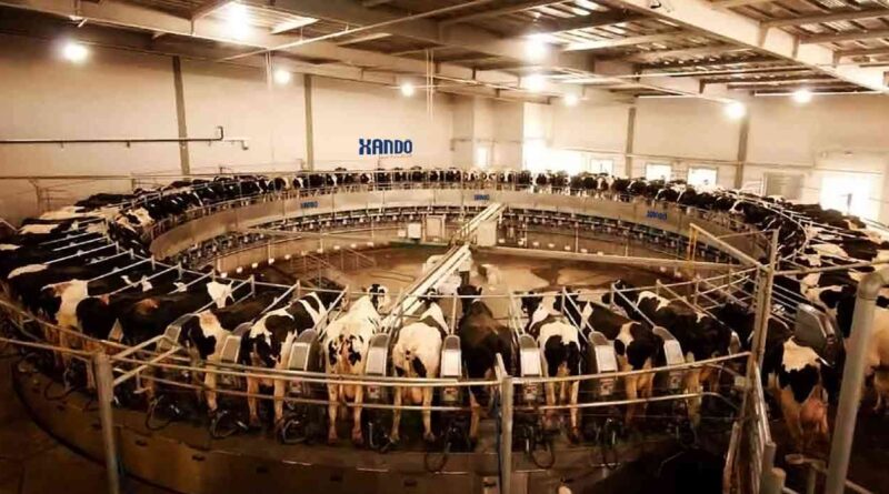 Tambo, brasil, leche