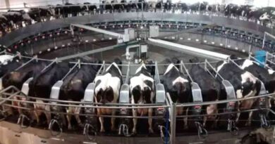 Tambo, brasil, leche