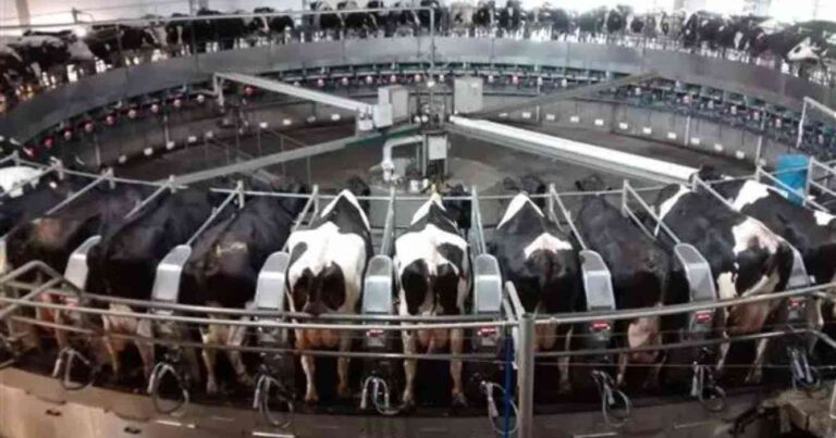 Tambo, brasil, leche