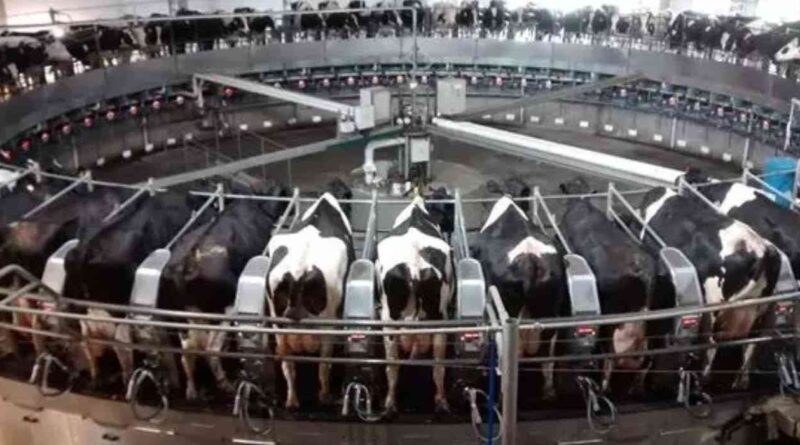 Tambo, brasil, leche