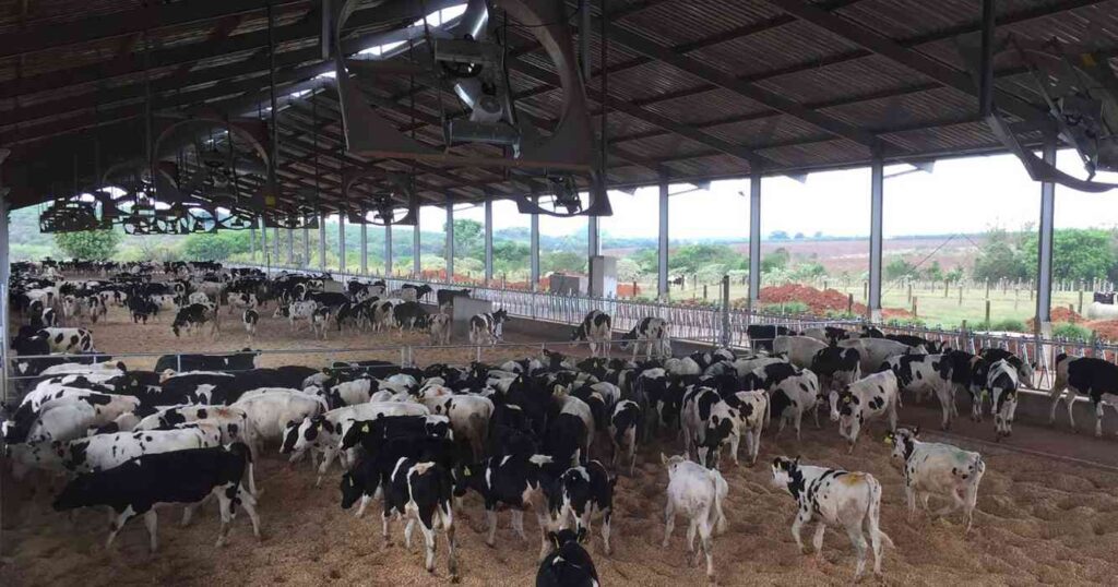 Tambo, brasil, leche