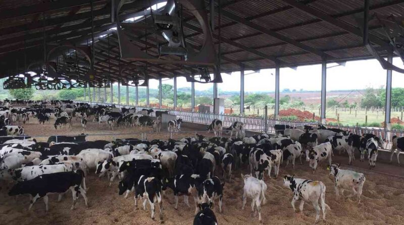 Tambo, brasil