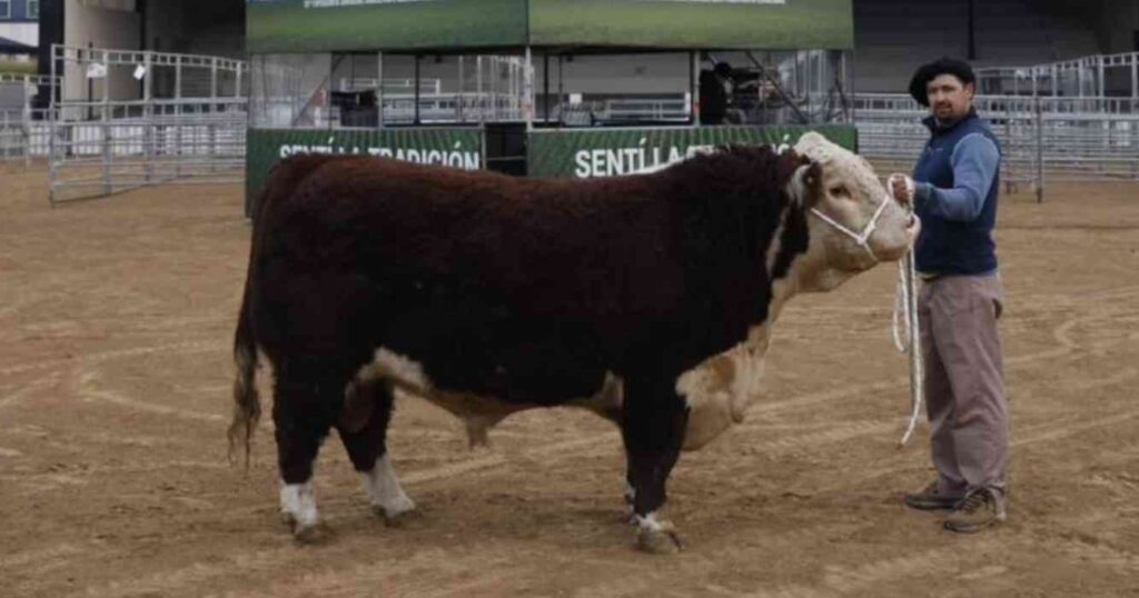 La Rural, toro, escocés,