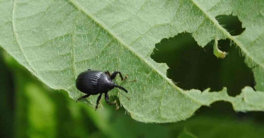 Córdoba, Soja, picudo negro
