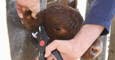 ganadería, trazabilidad electrónica, identidad animal