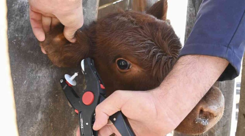 ganadería, trazabilidad electrónica, identidad animal