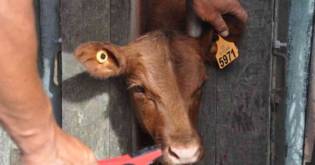 trazabilidad electrónica, ganadería