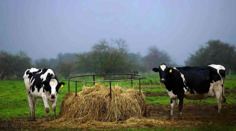 Tambos, ganadería