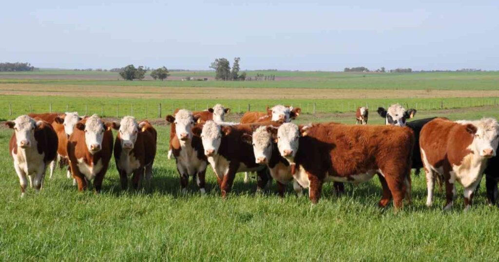 Ganadería, INTA, pasto Nilo