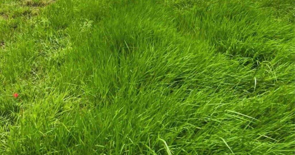 Ganadería, INTA, pasto Nilo