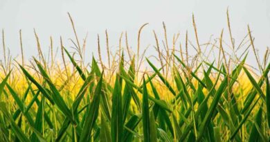 Agricultura, fungicida