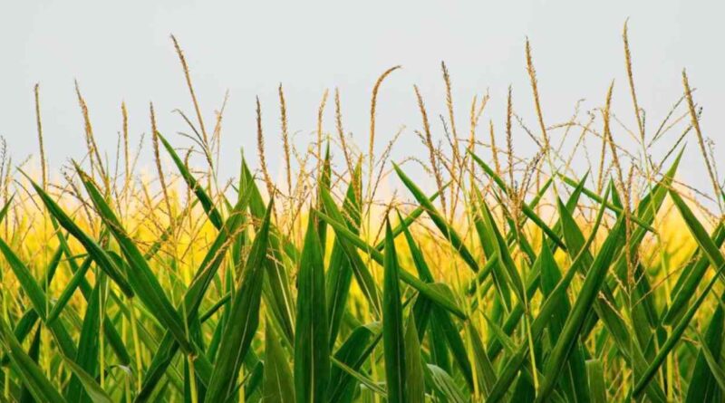 Agricultura, fungicida